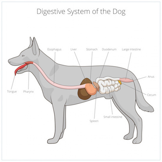 Dog Diarrhea What You Need to Know AnimalBiome